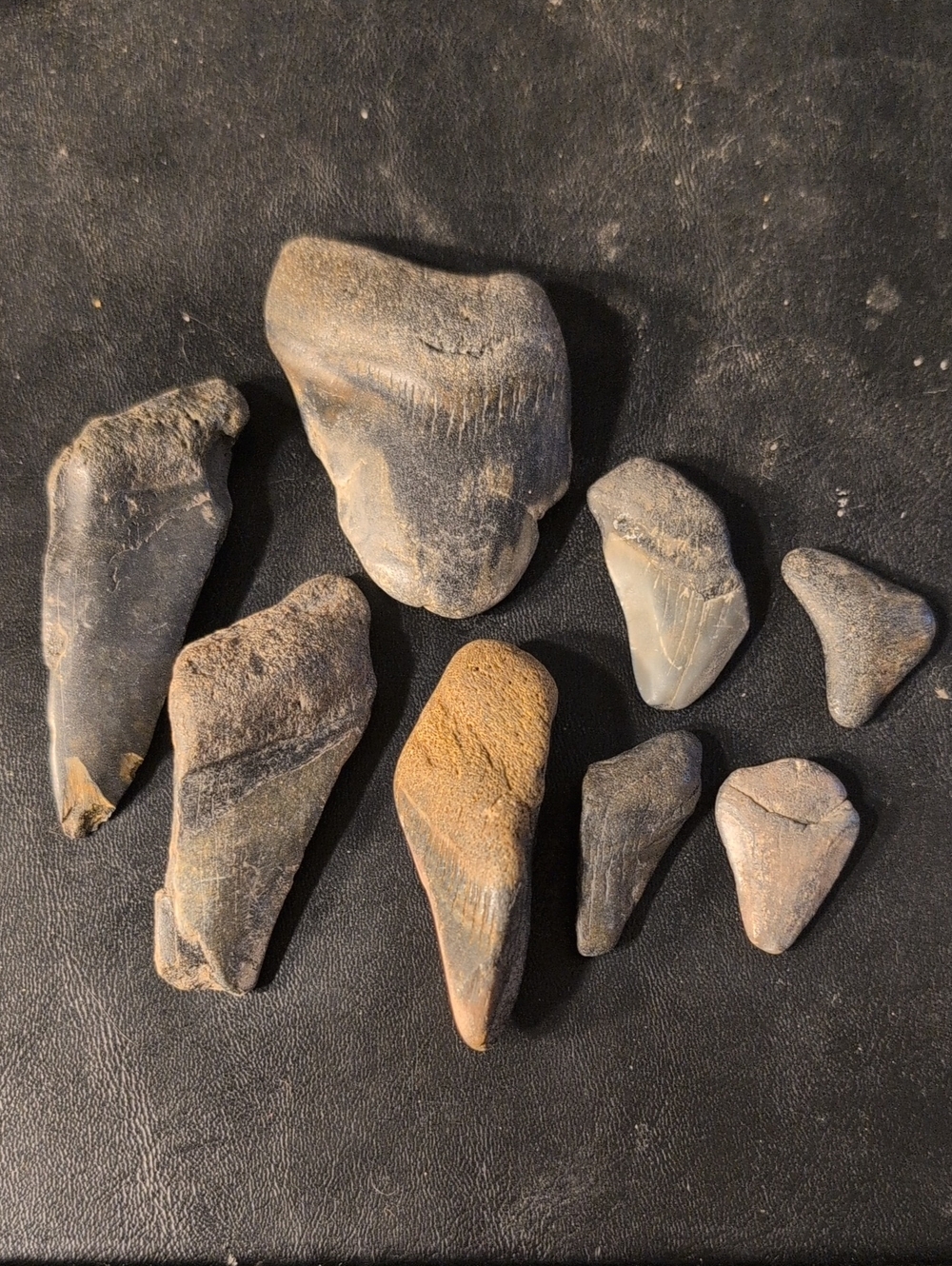 Megalodon Teeth And Fossilized Shark Teeth